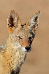 Portrait of a black-backed jackal (Canis mesomelas), Kalahari desert, South Africa.