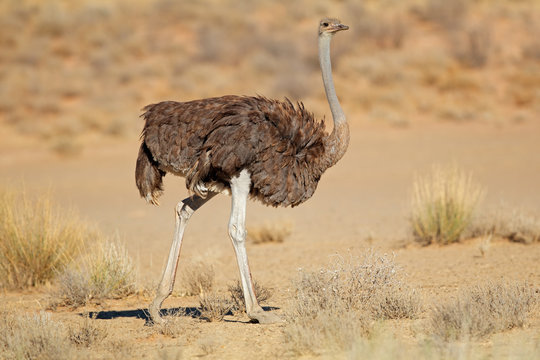 Female ostrich (Struthio camelus) in natural habitat, Kalahari desert, South Africa.