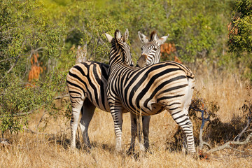 Plains zebras (Equus burchelli) in natural habitat, Kruger National Park, South Africa.