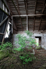 Tree growing in old, abandoned farm's hay shed.