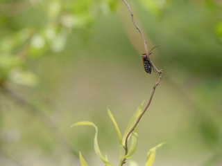 Une antenne, une branche