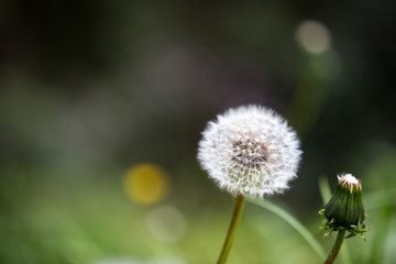 Obraz premium der Wind 