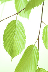 新緑の葉