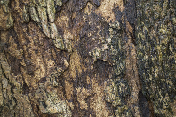 Bark tree after rain background.