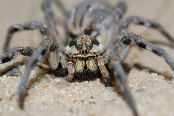 tarantula