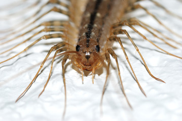 centipede