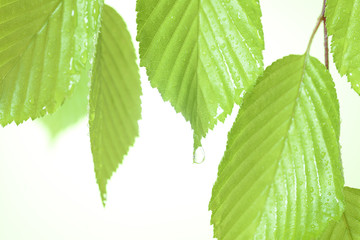 新緑の葉と水滴