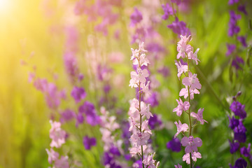 Background from tender soft violet blue beautiful flowers, floral magic shiny background