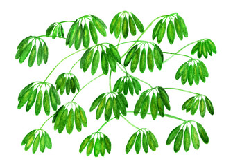 Bright green tropical lianas painted in watercolor. Drawing for decorating objects.
Tropical lianas painted in watercolor on a white background. drawing for decoration of cloth, paper, clothes.