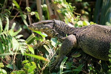 Water monitor or Varanus salvator is reptiles and amphibiansin live in forest of Thailand.