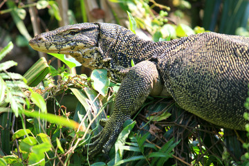 Water monitor or Varanus salvator is reptiles and amphibiansin live in forest of Thailand.