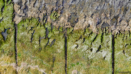 Nordsee Küste - Wiese