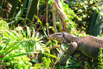 Water monitor or Varanus salvator is reptiles and amphibiansin live in forest of Thailand.