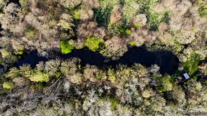 Langgezogener See - Bäume