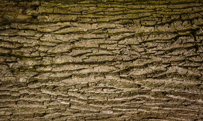 Tree bark texture