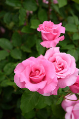 薔薇