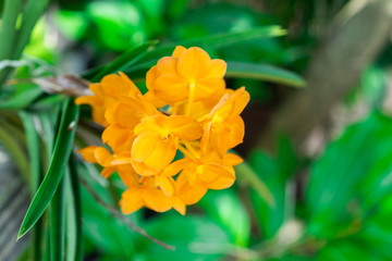 yellow orchid with leaf