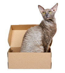 Domestic cat in cardboard box isolated on white background, oriental cornish rex kitten