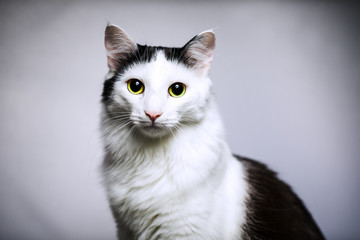 Kater Portrait 3