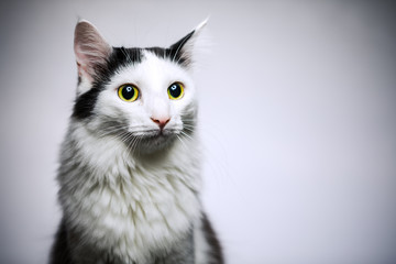 Obraz premium Kater Portrait 2