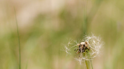 Pusteblume makro
