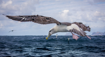 Albatross