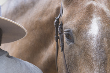 Ojo de un caballo español en un concurso morfologico