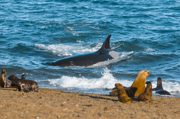 Naklejka premium Orca hunt sea lions, Patagonia , Argentina