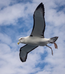 Albatross