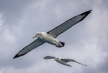 Albatross