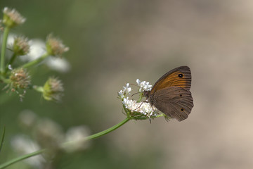 butterfly on flower