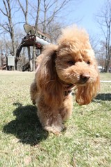 Fototapeta premium お散歩中