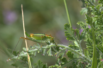 Grasshopper