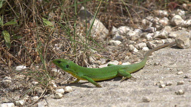 Lizard, Corfu, Greece