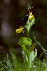 Naklejka na ściany i meble Orchid: Lady' Slipper - Cypripedium calceolus