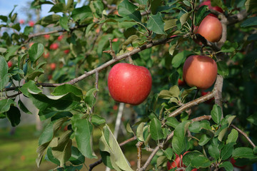 りんご（ふじ）