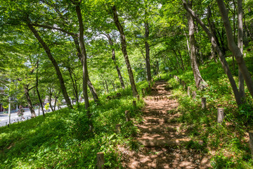 浅間山公園の山道