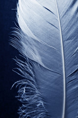 macro of white blue feather over black background like a concept of tenderness, angel sign, innocence, belief, faith and love 