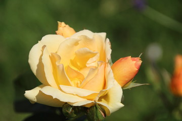 gelbe englische Rose