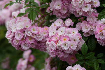 中之島公園バラ園の薔薇