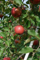 りんご（ふじ）