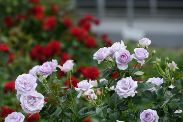 中之島公園バラ園の薔薇