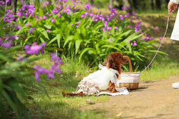 花とダックスフンド