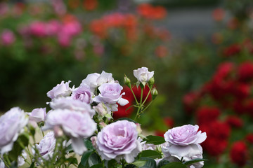 Fototapeta na wymiar 中之島公園バラ園の薔薇