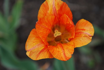 pistil of orange red tulip