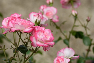 中之島公園バラ園の薔薇