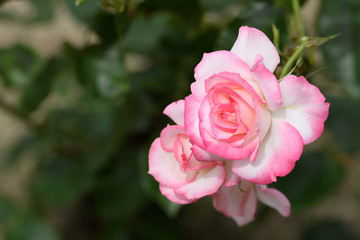 中之島公園バラ園の薔薇