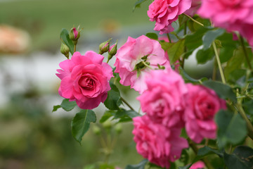 中之島公園バラ園の薔薇