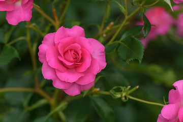 中之島公園バラ園の薔薇