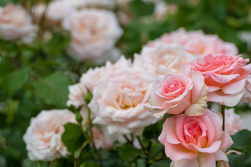 中之島公園バラ園の薔薇